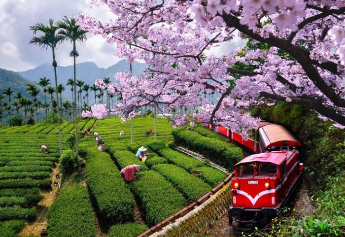 嘉義賞櫻秘境推薦攻略