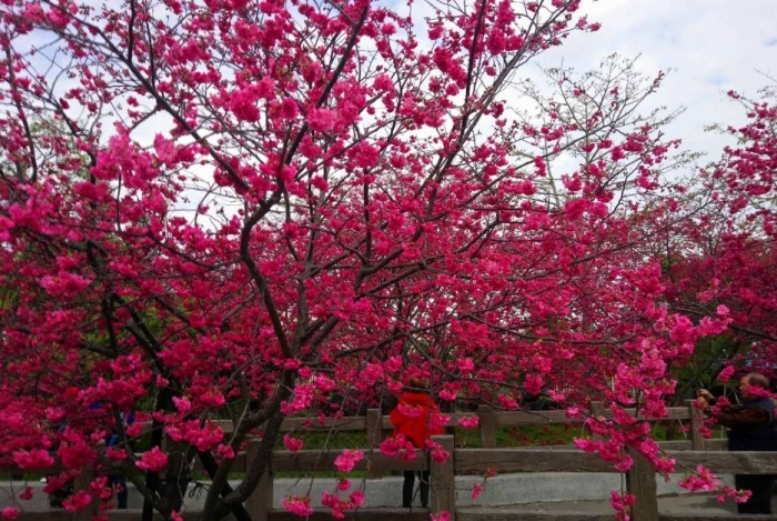 后里櫻花最佳觀賞時機與季節指南