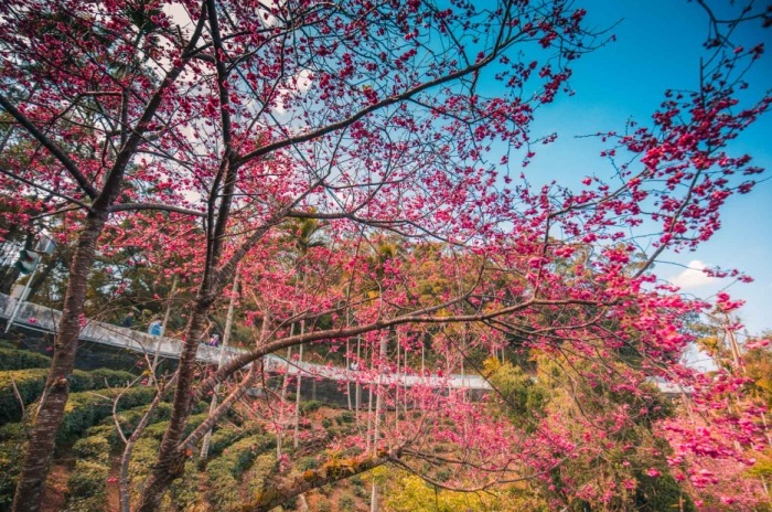 台北賞櫻最佳地點推薦